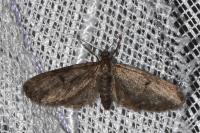 Eupithecia indigata