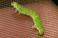 Epirrita