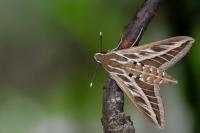 Hyles livornica