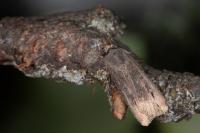 Agrotis ipsilon