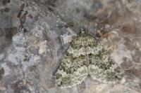 Chloroclysta miata miata