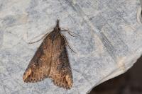 Hypena obesalis