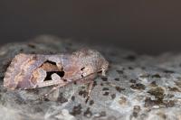 Orthosia gothica