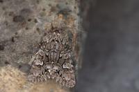 Papestra biren