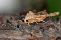 Phlogophora meticulosa