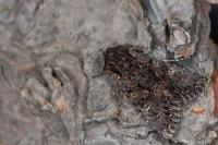 Mniotype adusta