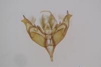 Caradrina noctivaga