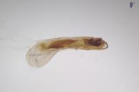 Caradrina noctivaga
