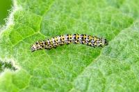 Cucullia verbasci