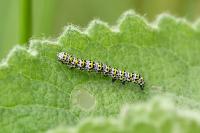 Cucullia verbasci