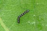 Cucullia verbasci