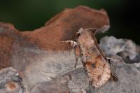 Orthosia incerta