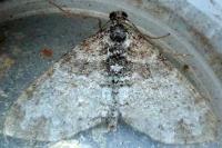 Lobophora halterata