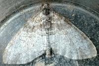 Lobophora halterata
