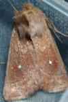 Mythimna albipuncta
