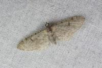 Eupithecia distinctaria