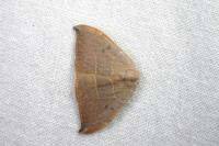 Watsonalla uncinula