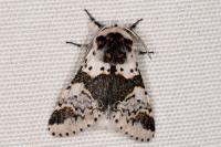 Furcula bicuspis