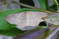 Idaea eugeniata