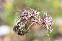 Acronicta chamoenices