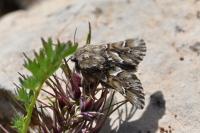 Acronicta chamoenices