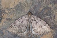 Triphosa tauteli