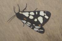 Arctia villica