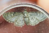 Eupithecia dodoneata