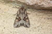 Lacanobia w-latinum