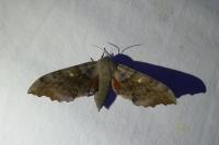 Laothoe populi