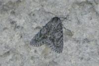 Acronicta aceris