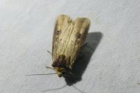 Axylia putris