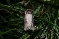 Axylia putris