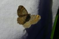 Macaria liturata