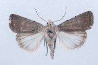 Caradrina noctivaga