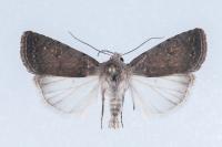 Caradrina flavirena