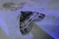 Lobophora halterata