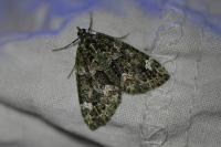 Chloroclysta miata miata