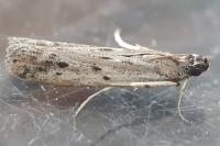 Phycitodes albatella