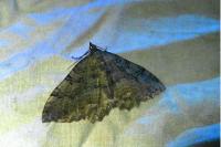Rheumaptera cervinalis barbuti