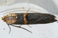 Oxybia transversella