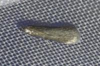 Episcythrastis tetricella