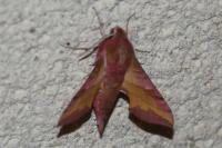 Deilephila porcellus