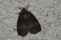 Ochropacha duplaris
