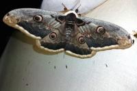 Saturnia pyri