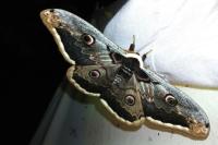 Saturnia pyri