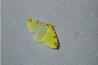 Opisthograptis luteolata