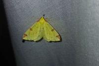 Opisthograptis luteolata