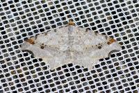 Macaria alternata