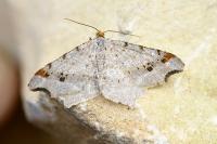Macaria alternata